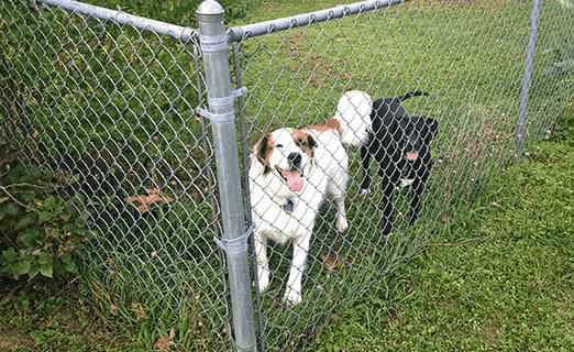 galvanized-chain-link-residential-pets-dogs-sager-fencing